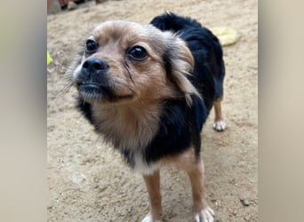 PAOLA-sehr freundlich, aufgeweckt, gesellig, unkompliziert sucht liebevolles Für-immer-Zuhause