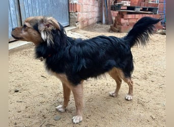 PAOLA-sehr freundlich, aufgeweckt, gesellig, unkompliziert sucht liebevolles Für-immer-Zuhause