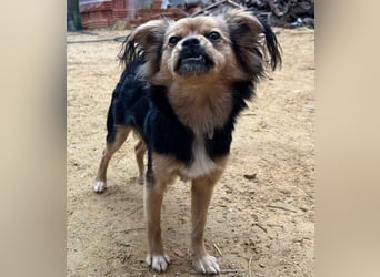 PAOLA-sehr freundlich, aufgeweckt, gesellig, unkompliziert sucht liebevolles Für-immer-Zuhause