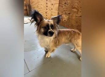 Unser kleiner Herzensbrecher GISMO