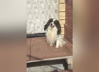 BIBI- aufgeweckte Papillon Hündin