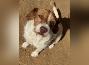 ACHILLE - vom Sofa ins Tierheim