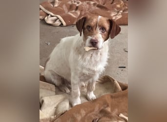 ACHILLE - vom Sofa ins Tierheim