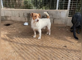 ACHILLE - vom Sofa ins Tierheim