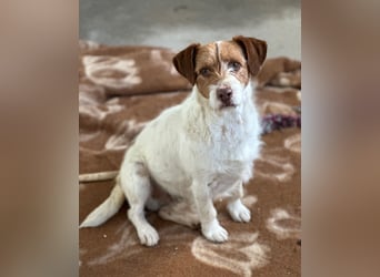 ACHILLE - vom Sofa ins Tierheim