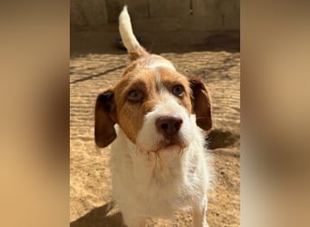 ACHILLE - vom Sofa ins Tierheim