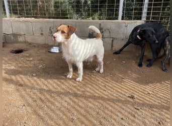 ACHILLE - vom Sofa ins Tierheim