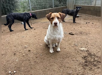 ACHILLE - vom Sofa ins Tierheim