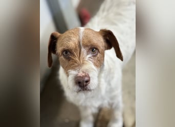 ACHILLE - vom Sofa ins Tierheim