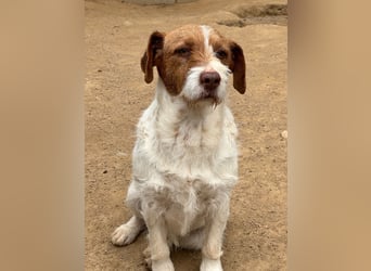 ACHILLE - vom Sofa ins Tierheim