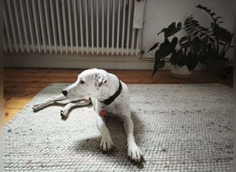 Samu (5) – verschmust, verspielt und voller Vertrauen