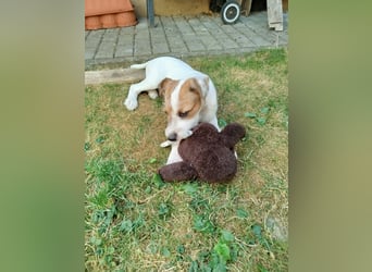  Wirbelwind Lio sucht sein Zuhause! 