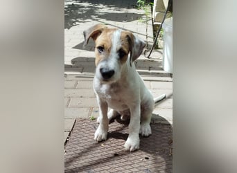  Wirbelwind Lio sucht sein Zuhause! 