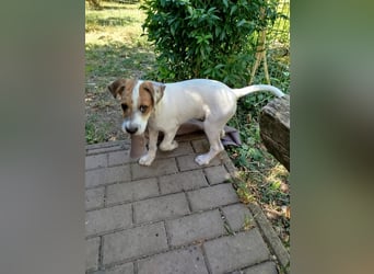 Wirbelwind Lio sucht sein Zuhause! 