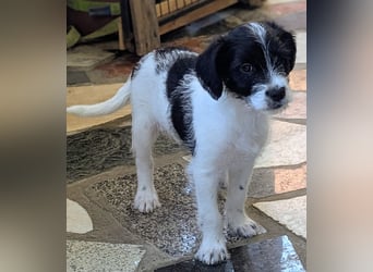 TINY sucht Familie mit großem Herz!