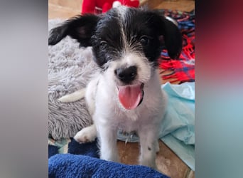 TINY sucht Familie mit großem Herz!