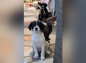 TINY sucht Familie mit großem Herz!