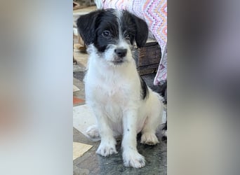TINY sucht Familie mit großem Herz!