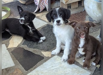 Itsy Bitsy Teenie WEENIE sucht Ihr Körbchen!
