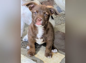 Itsy Bitsy Teenie WEENIE sucht Ihr Körbchen!