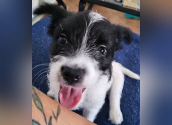 TINY sucht Familie mit großem Herz!