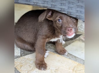 Itsy Bitsy Teenie WEENIE sucht Ihr Körbchen!
