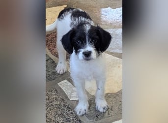 TINY sucht Familie mit großem Herz!