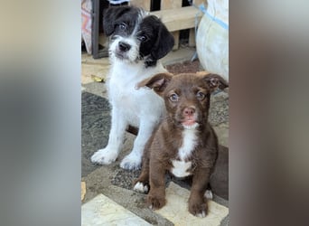 Itsy Bitsy Teenie WEENIE sucht Ihr Körbchen!
