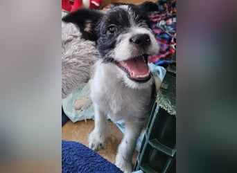 TINY sucht Familie mit großem Herz!