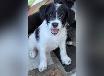 TINY sucht Familie mit großem Herz!