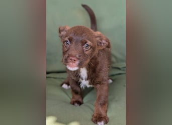 Itsy Bitsy Teenie WEENIE sucht Ihr Körbchen!