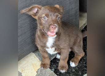Itsy Bitsy Teenie WEENIE sucht Ihr Körbchen!