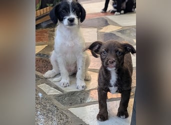 TINY sucht Familie mit großem Herz!