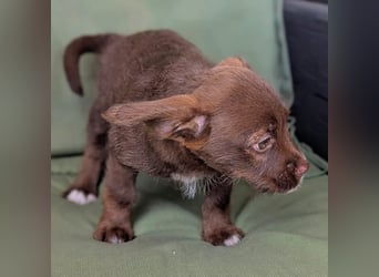 Itsy Bitsy Teenie WEENIE sucht Ihr Körbchen!