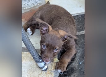 Itsy Bitsy Teenie WEENIE sucht Ihr Körbchen!