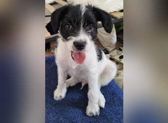 TINY sucht Familie mit großem Herz!
