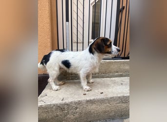 Bolhas sucht ein Zuhause voller Liebe