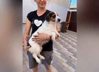 Bolhas sucht ein Zuhause voller Liebe