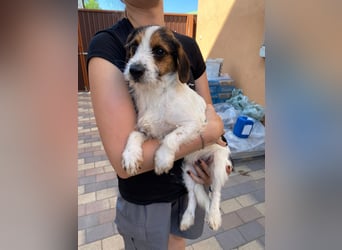 Bolhas sucht ein Zuhause voller Liebe