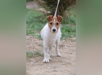 Filou - ein ausgesprochen freundlicher, junger und verschmuster Rüde