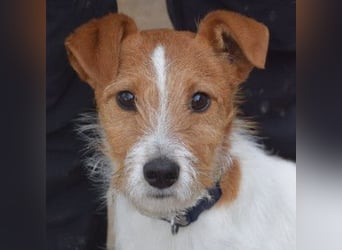 Filou - ein ausgesprochen freundlicher, junger und verschmuster Rüde