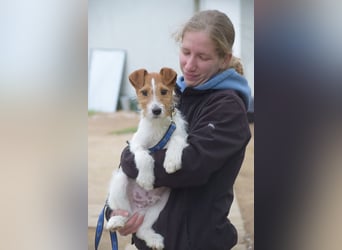 Filou - ein ausgesprochen freundlicher, junger und verschmuster Rüde