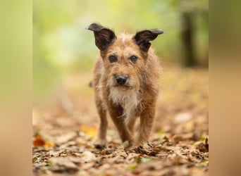Lustige Terrier-Mix Hündin Julie wartet in 47445 Moers.
