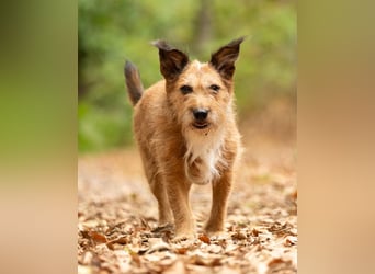 Lustige Terrier-Mix Hündin Julie wartet in 47445 Moers.