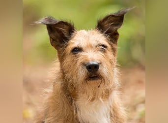 Lustige Terrier-Mix Hündin Julie wartet in 47445 Moers.