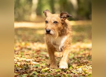 Lustige Terrier-Mix Hündin Julie wartet in 47445 Moers.