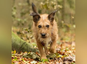 Lustige Terrier-Mix Hündin Julie wartet in 47445 Moers.