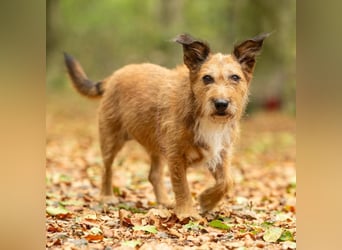 Lustige Terrier-Mix Hündin Julie wartet in 47445 Moers.