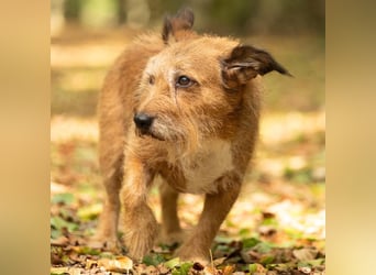 Lustige Terrier-Mix Hündin Julie wartet in 47445 Moers.
