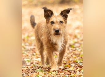 Lustige Terrier-Mix Hündin Julie wartet in 47445 Moers.